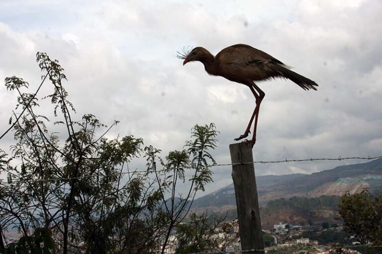 Renaturalização urbana é vital para restaurar ecossistemas e a vida selvagem em nossas cidades