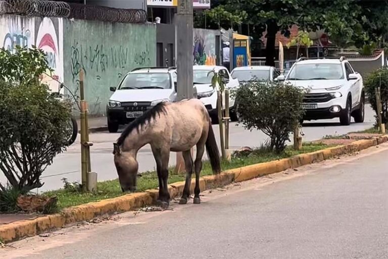 Prefeitura de Itabira endurece regras para animais soltos nas vias urbanas