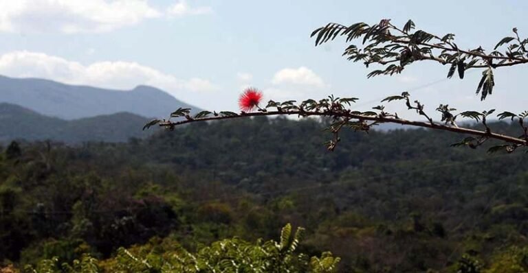 Parque Estadual Mata do Limoeiro abre edital para renovação do Conselho Consultivo