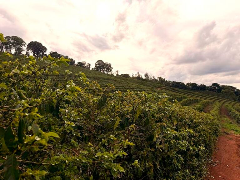 Sebrae Minas debate valorização dos cafés especiais no Festival Mantiqueira de Minas