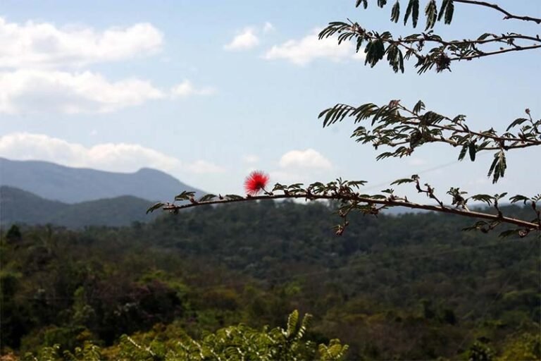 Comunidade de Ipoema celebra criação Parque Estadual do Limoeiro com homenagens e entrega de medalhas
