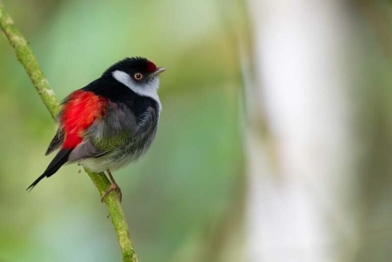 Campanha nacional lança vídeo com manifesto narrado pela atriz Dira Paes para mobilizar brasileiros pela proteção das aves da Mata Atlântica