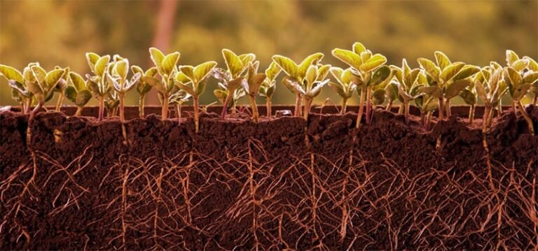 Fertilizantes orgânicos compostos recuperam o solo e simplificam manejo na horticultura
