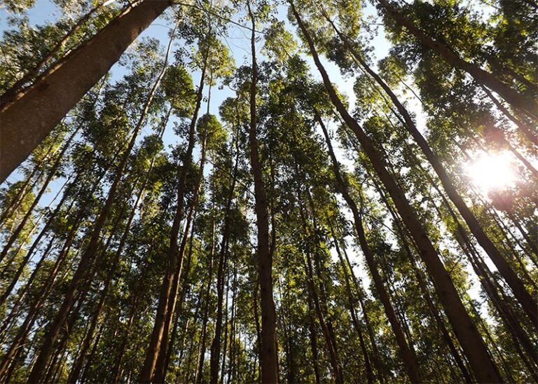 Desertos verdes e os conflitos ocultos da economia da celulose