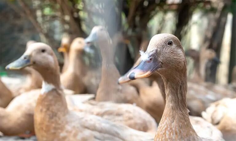 Lei que proíbe produção e comercialização de foie gras é sancionada