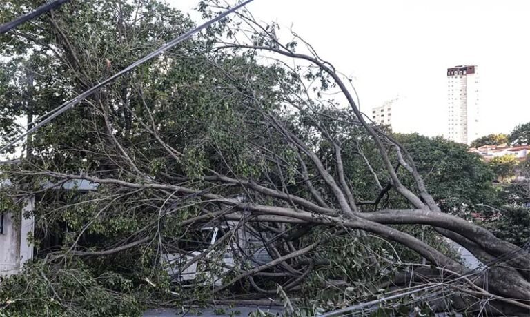 Por que as árvores caem nas tempestades? Especialistas apontam podas inadequadas e falta de manejo como principais causas