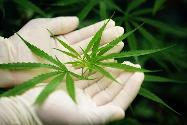 Anvisa regulamenta cultivo controlado de Cannabis para uso medicinal