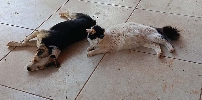 Itabira já vacinou mais de 4,4 mil cães e gatos contra a raiva; meta é imunizar 10 mil animais no município