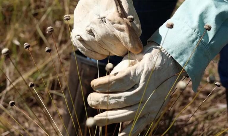 Em Minas Gerais, pesquisadores redescobrem plantas consideradas extintas pela ciência há mais de três décadas