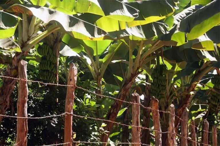 Agricultura familiar fortalece em Itabira apesar da expansão territorial da Vale sobre áreas agricultáveis