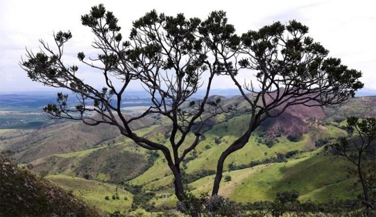 Mobilização nacional pressiona candidaturas a reconhecer os Direitos da Natureza nas eleições de 2026