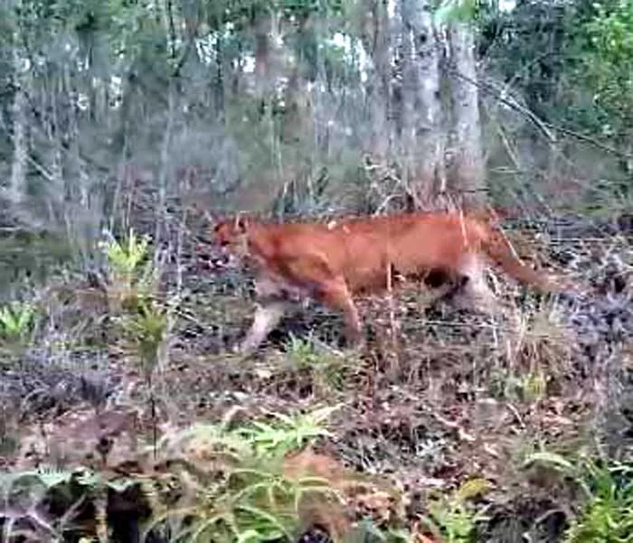 Onça-parda ronda no Mato Dentro. Mas não a assuste e nem tenha medo. Ela segue em paz e só pede para não colocar fogo na mata