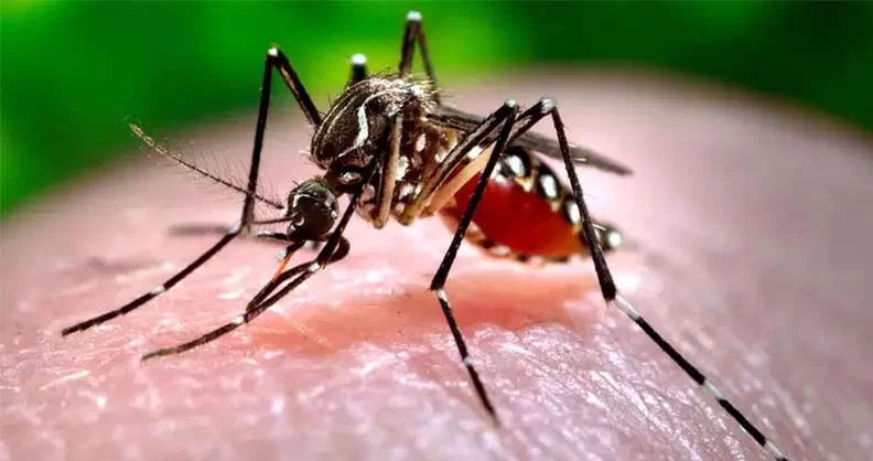 Itabira acende o sinal de alerta com aumento de focos do mosquito da dengue