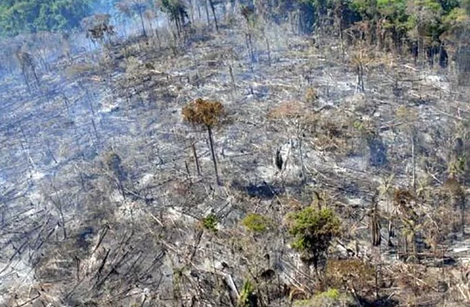 Mais um Dia Mundial da Árvore sem ter o que comemorar