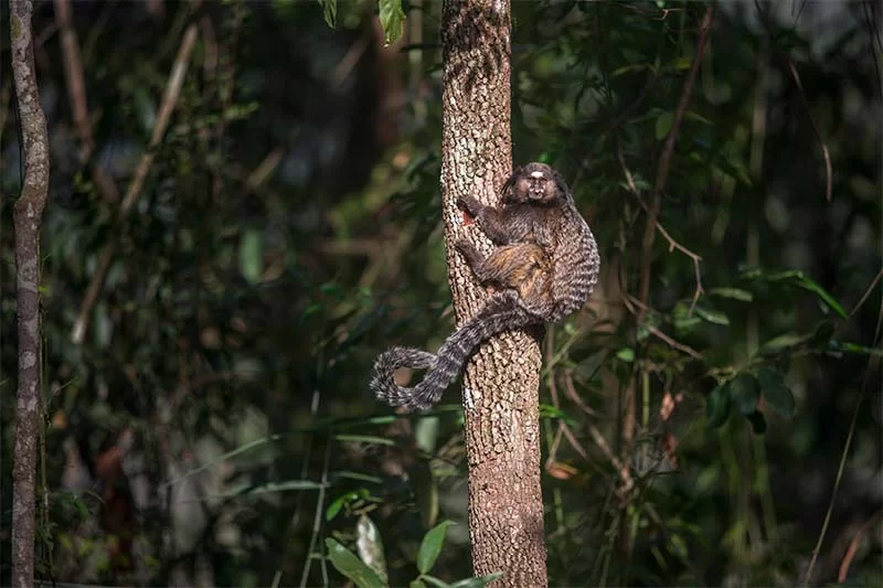 Vale assina acordo para proteção de mais de 13 mil hectares de áreas verdes em Minas Gerais