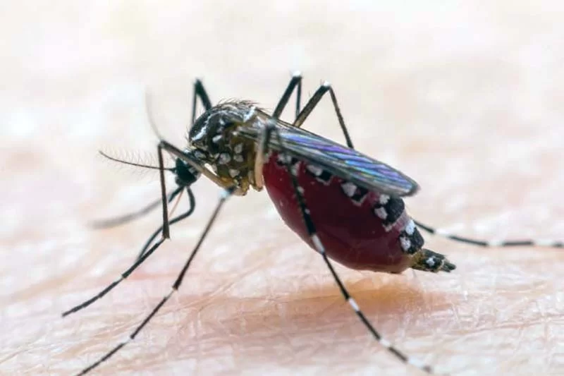 Itabira vive situação de alerta de surto de dengue, chikungunya e zika