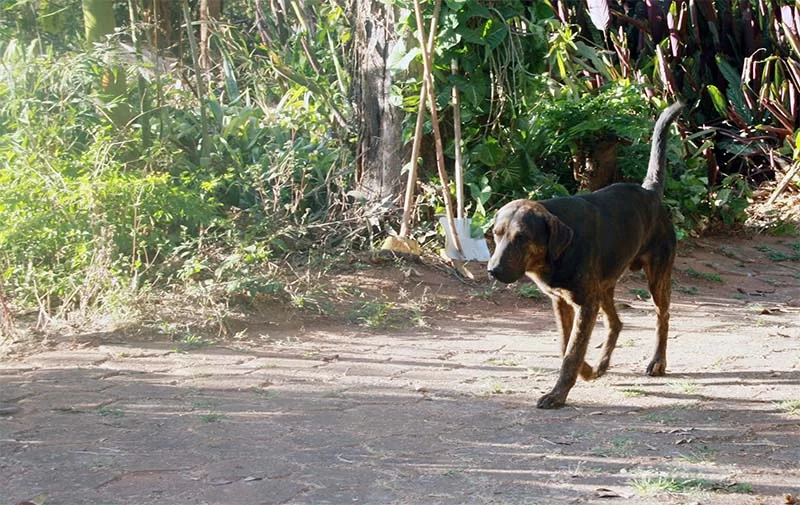 Mutirão de esterilização de cães e gatos em Itabira vai até quinta-feira, mas somente para animais já inscritos.