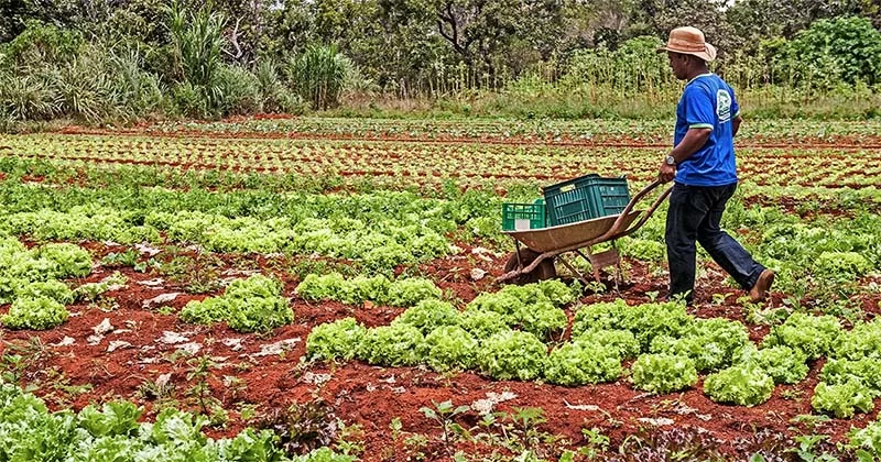 Transição da agroecologia no Brasil para a produção sustentável