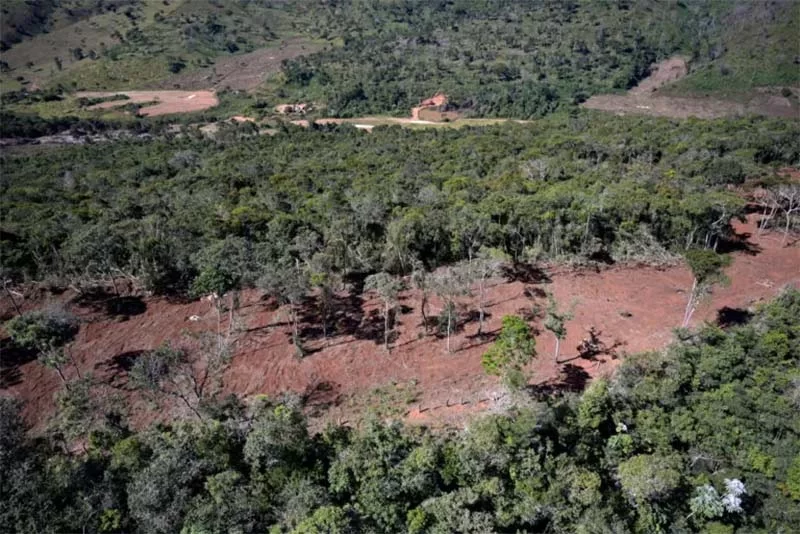 China compra quase metade da soja colhida em áreas desmatadas na Mata Atlântica