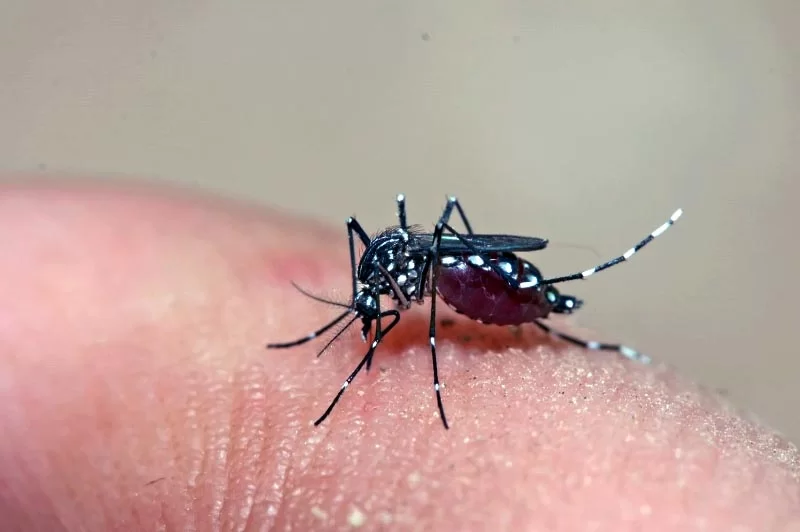 Índice de infestação em Itabira do mosquito Aedes aegypti cai para 1,9% pelo Liraa, mas todo cuidado é pouco principalmente com as chuvas