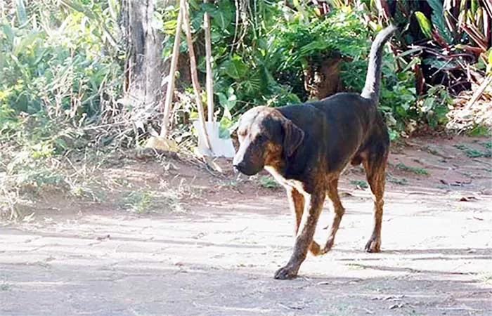 Já estão abertas as inscrições para protetores de cães e gatos participarem do programa de cuidado animal em parceria com a Prefeitura de Itabira