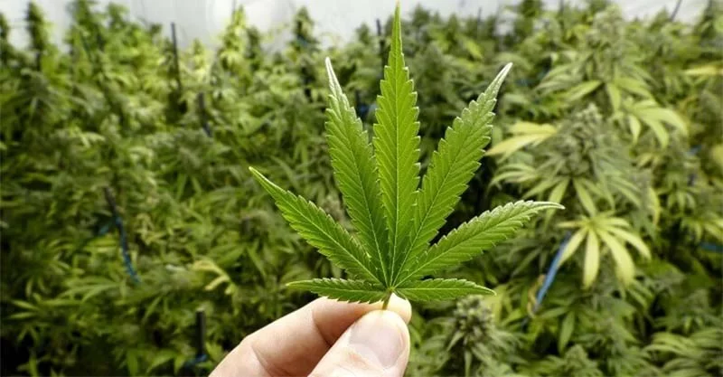 UFV pede à Anvisa autorização para cultivar cannabis com fins medicinais, o que pode ser alternativa para a Vale reabilitar áreas mineradas em Itabira