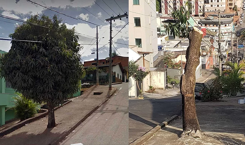 Itaurb é denunciada por poda drástica de mangueira com frutos, a pedido de morador. Prefeitura diz ter laudo técnico e que está correta