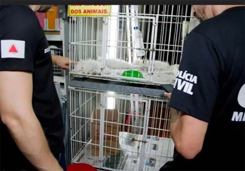 Animais apreendidos por maus-tratos no Mercado Central, BH, foram encaminhados ao hospital veterinário da faculdade Arnaldo