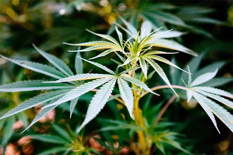 Mudanças climáticas: a cannabis pode ajudar a salvar o planeta por absorver mais CO2 da atmosfera