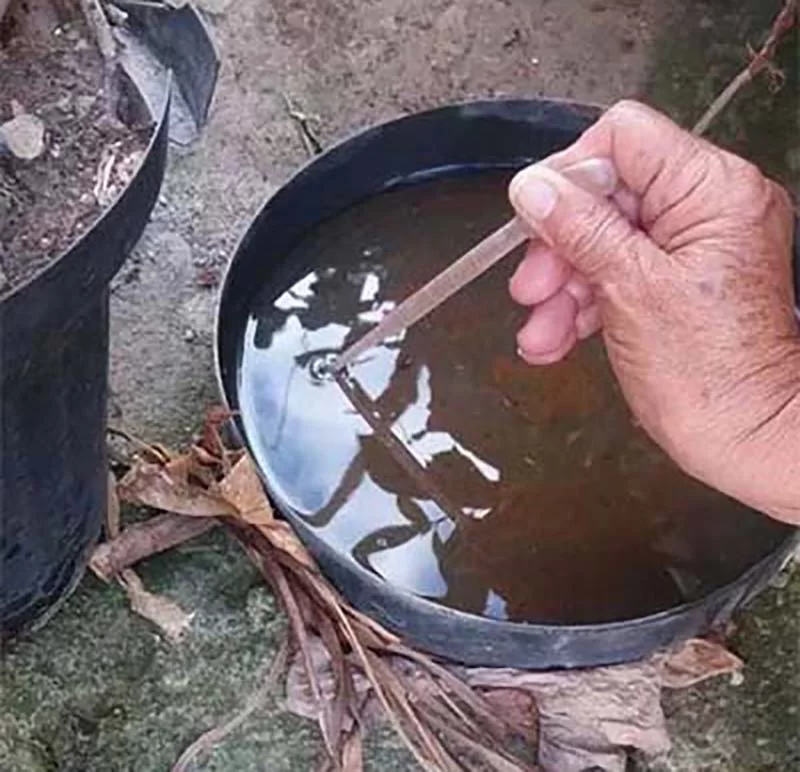 Minas Gerais e Itabira vivem epidemia de dengue e outras arboviroses. Prefeitura vai punir quem não limpar lotes vagos