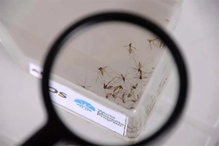 Dengue, zika e chikungunya: não dá pra contar com a sorte