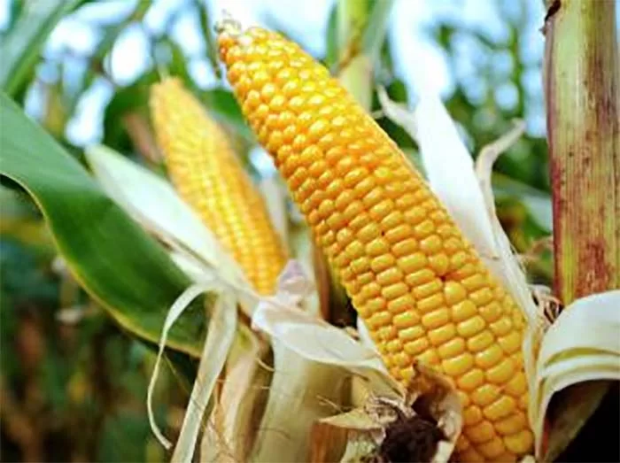 Mudança climática diminuirá a produtividade das principais safras