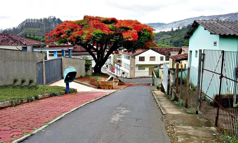 De “Os miseráveis”, de Victor Hugo, às crianças de hoje: o amor pelas árvores
