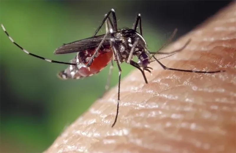 Com o fim das chuvas, e mais as ações de combate à dengue, índice de infestação do Aedes Aegypti cai vertiginosamente em Itabira