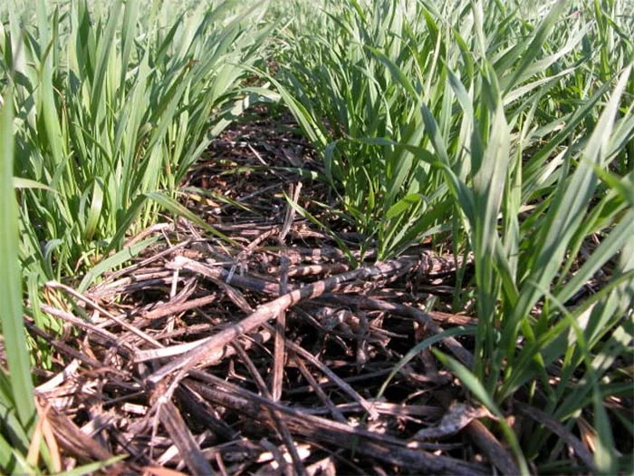 Agricultura regenerativa: revitalizando o solo para o futuro