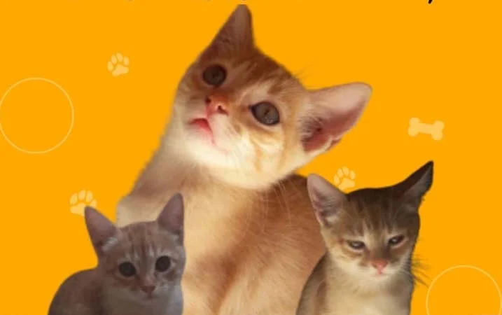 Prefeitura de Itabira realiza mais um mutirão de castração de cães e gatos entre agosto até final de setembro