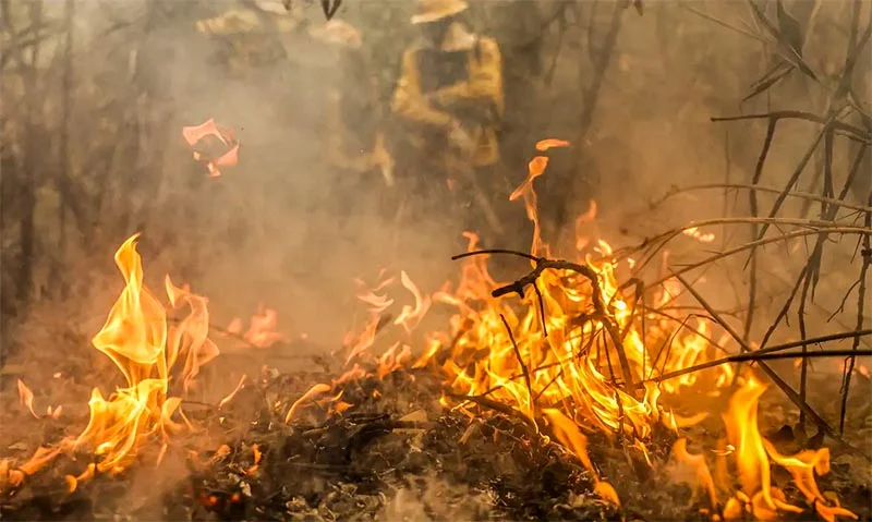 Polícia Federal investiga 18 focos de incêndios em propriedades privadas no Pantanal que podem ser criminosos