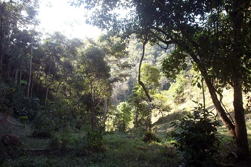 Dia Mundial de Proteção das Florestas. Precisamos conversar sobre crise climática, sequestro de carbono, sombra e água fresca