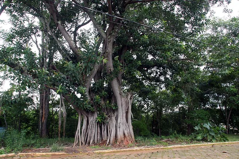 É preciso salvar as florestas por um futuro sustentável para todos