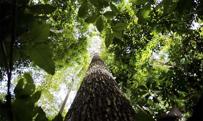 Instituição conta com recursos da Alemanha para fortalecer a bioeconomia e reduzir o desmatamento na Amazônia