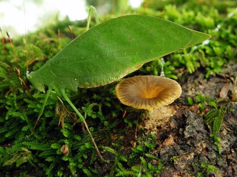 Por uma Declaração Universal dos Direitos da Natureza: reflexões para a ação