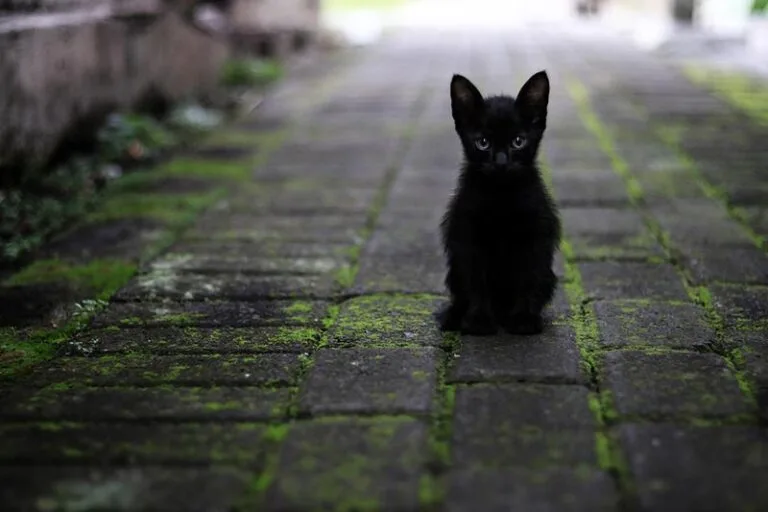Sexta-feira 13: um folclore moderno a amedrontar os supersticiosos
