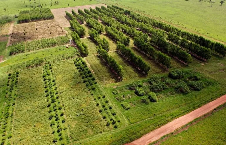 Agroambiental ganha força no Brasil com integração lavoura-pecuária-florestas
