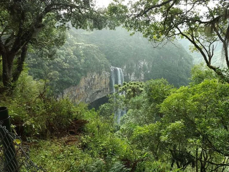 Ambientalistas mineiros criticam Zema por recomendação contra decisões do Ibama de proteção da Mata Atlântica