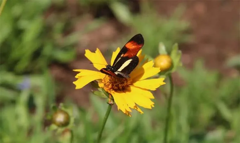 As borboletas estão desaparecendo