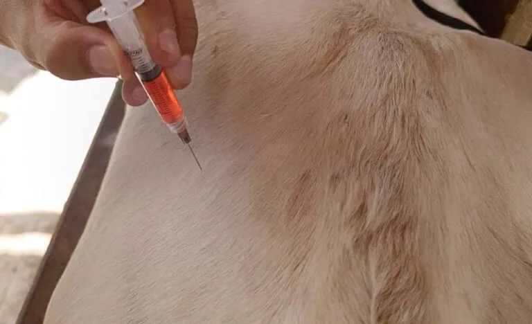 Raiva bovina em Itabira: especialistas recomendam antecipação da vacinação antirrábica para conter focos da doença