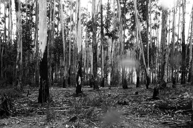 Subsidiária da Vale pode ser punida por desmate em Rocinha, zona rural de Itabira