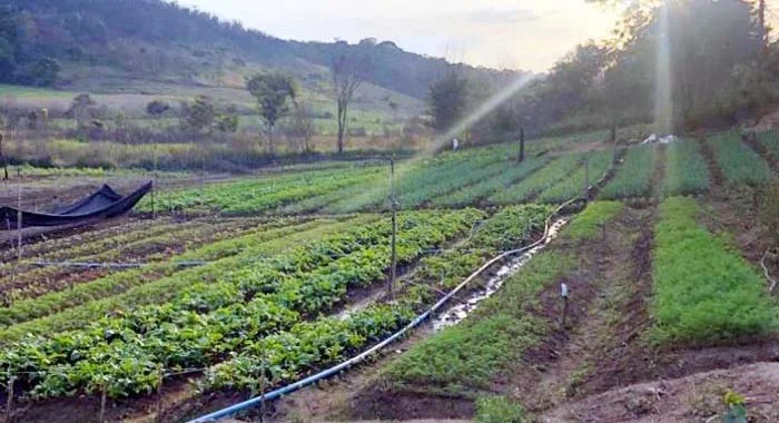 Agricultura familiar alimenta o Brasil e cresce em Itabira com apoio à produção local