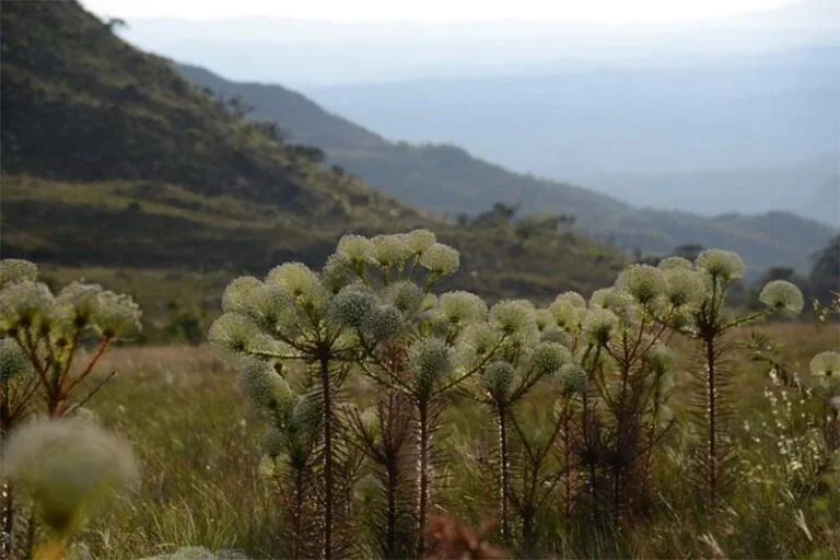 Mudanças climáticas ameaçam biodiversidade dos campos rupestres brasileiros, aponta estudo da UFMG