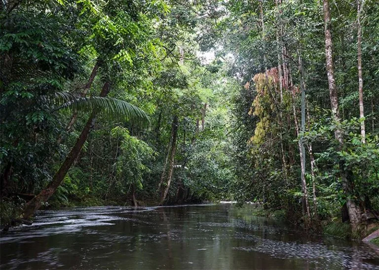 Critérios para escolha de espécies na recomposição de matas ciliares